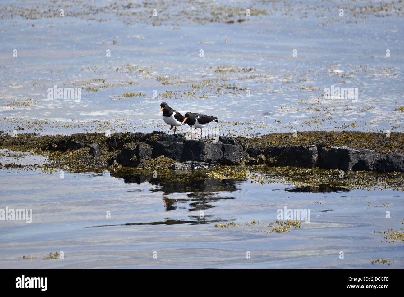 Due Oystercatchers eurasiatici (Haematopus ostralegus) di fronte alla macchina fotografica, affiancati, ciascuno in piedi su una gamba, sul bordo dell'acqua, circondato dal mare. REGNO UNITO Foto Stock