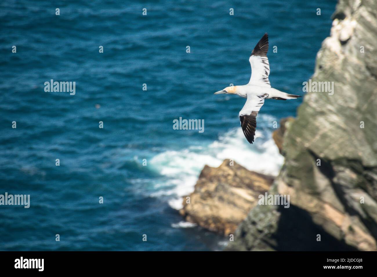 Una gannetta settentrionale che vola sul mare vicino ad una scogliera Foto Stock