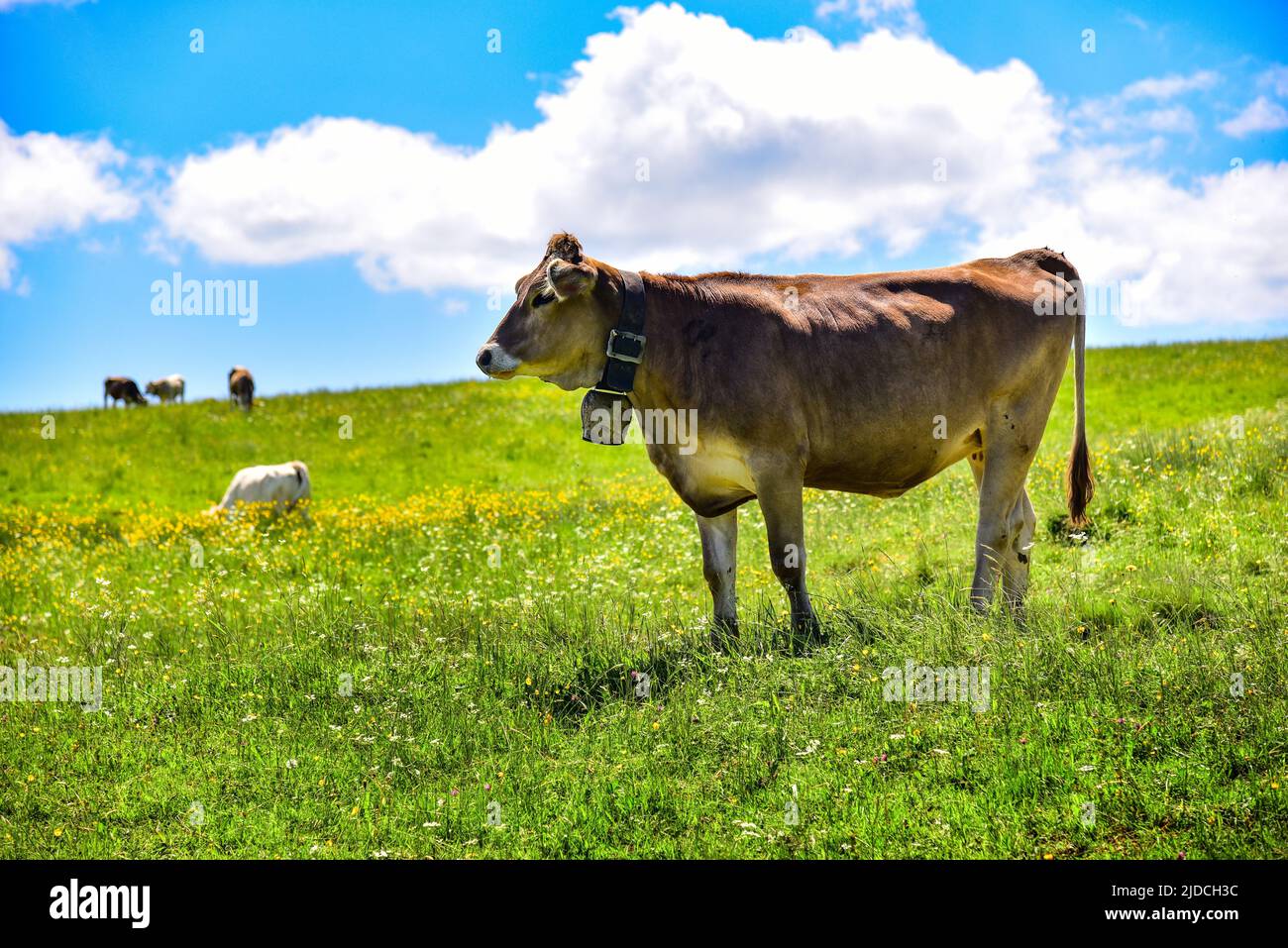 Allgäu Brown Swiss su un prato alpino a Allgäu, Swabia, Baviera, Germania, Europa Foto Stock