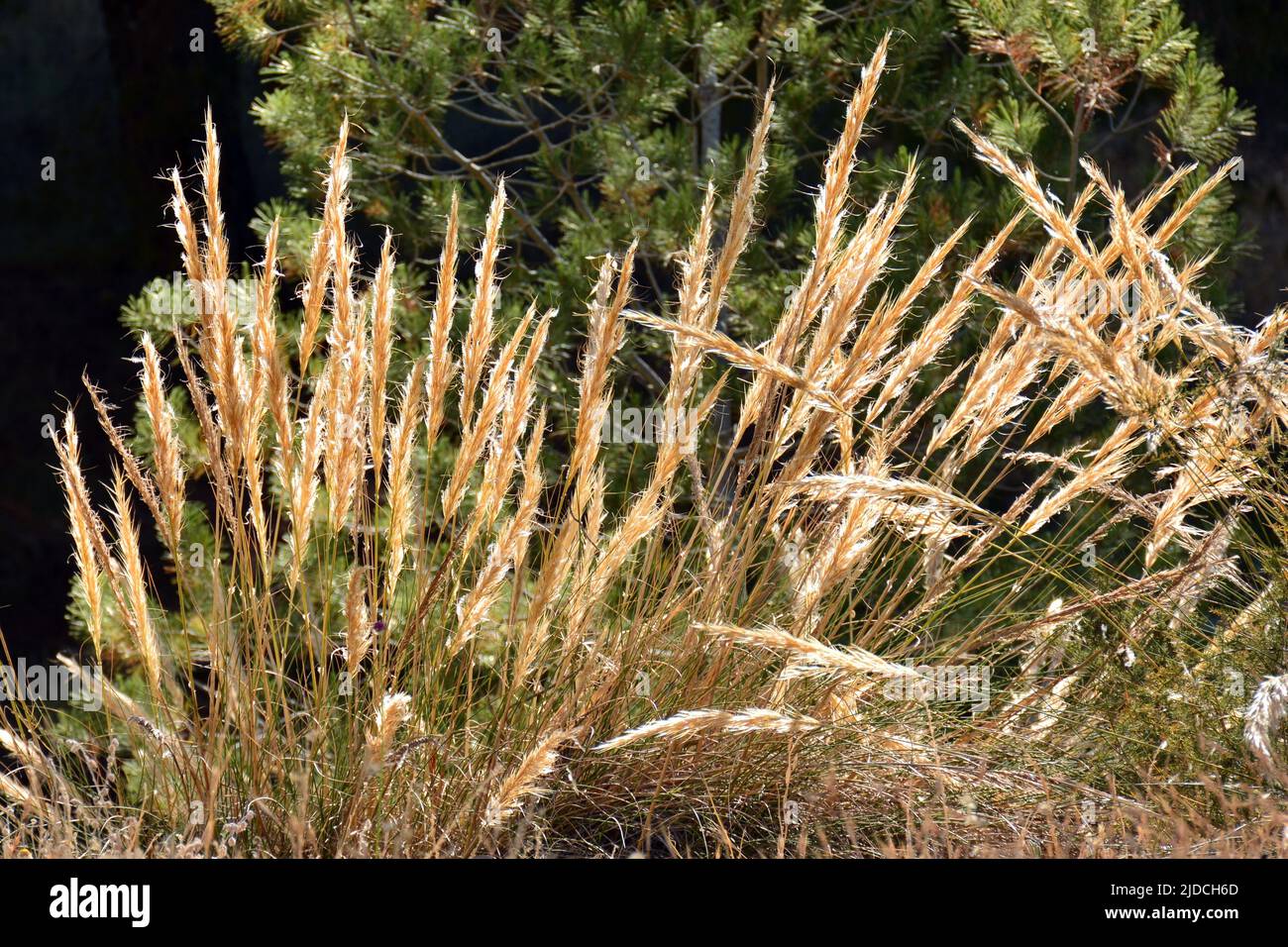 Planta de esparto, macrocchloa tenacissima, a princippios de verano Foto Stock