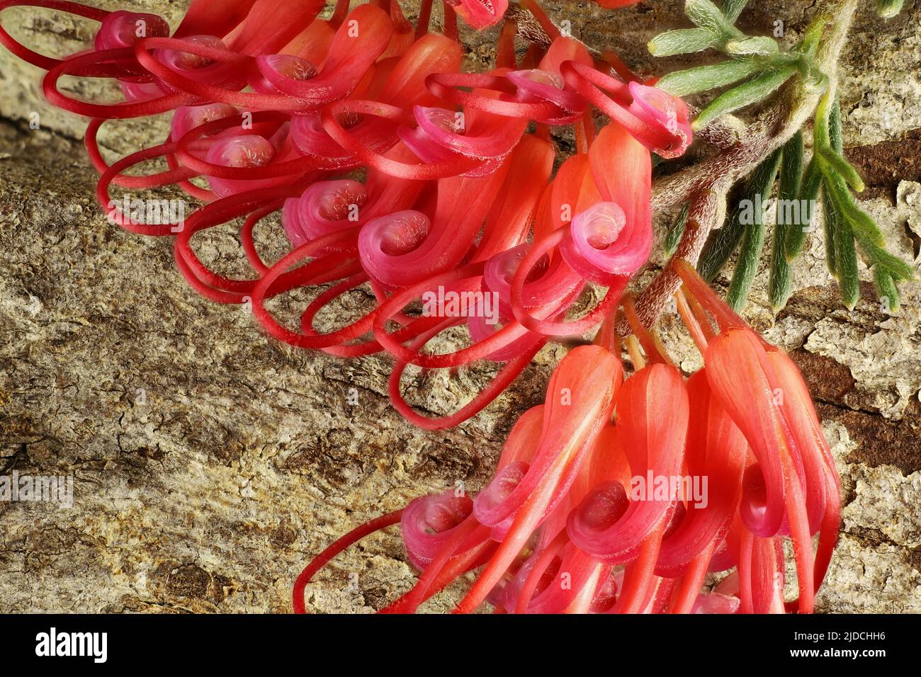 Macro vista di Grevillea preissii isolato infiorescenza Foto Stock