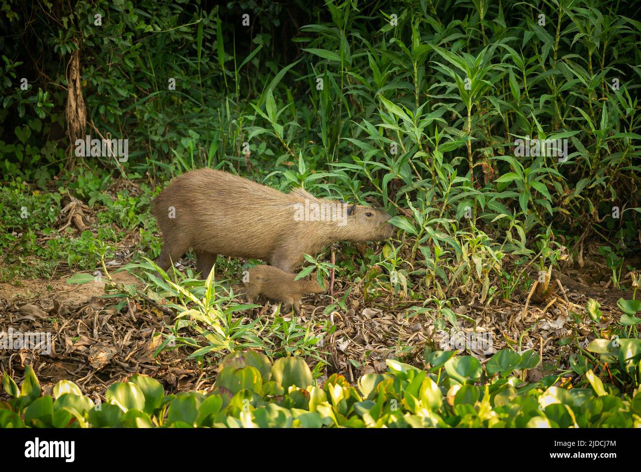 Capybara nell'habitat naturale del pantanal settentrionale. Il più grande roditore, l'america selvaggia, la fauna selvatica dell'america del sud. Foto Stock