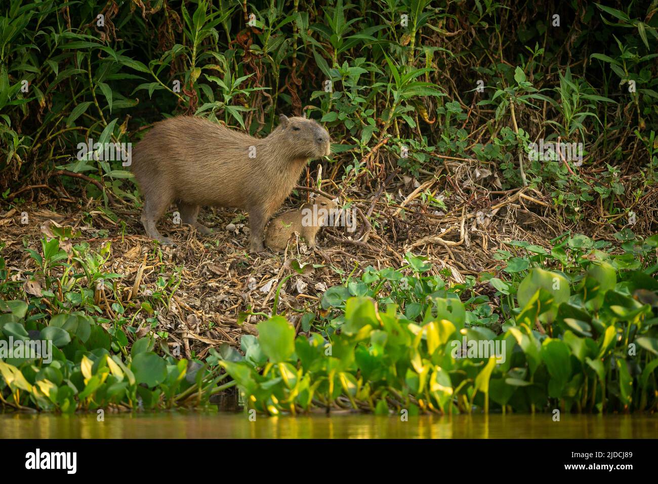 Capybara nell'habitat naturale del pantanal settentrionale. Il più grande roditore, l'america selvaggia, la fauna selvatica dell'america del sud. Foto Stock