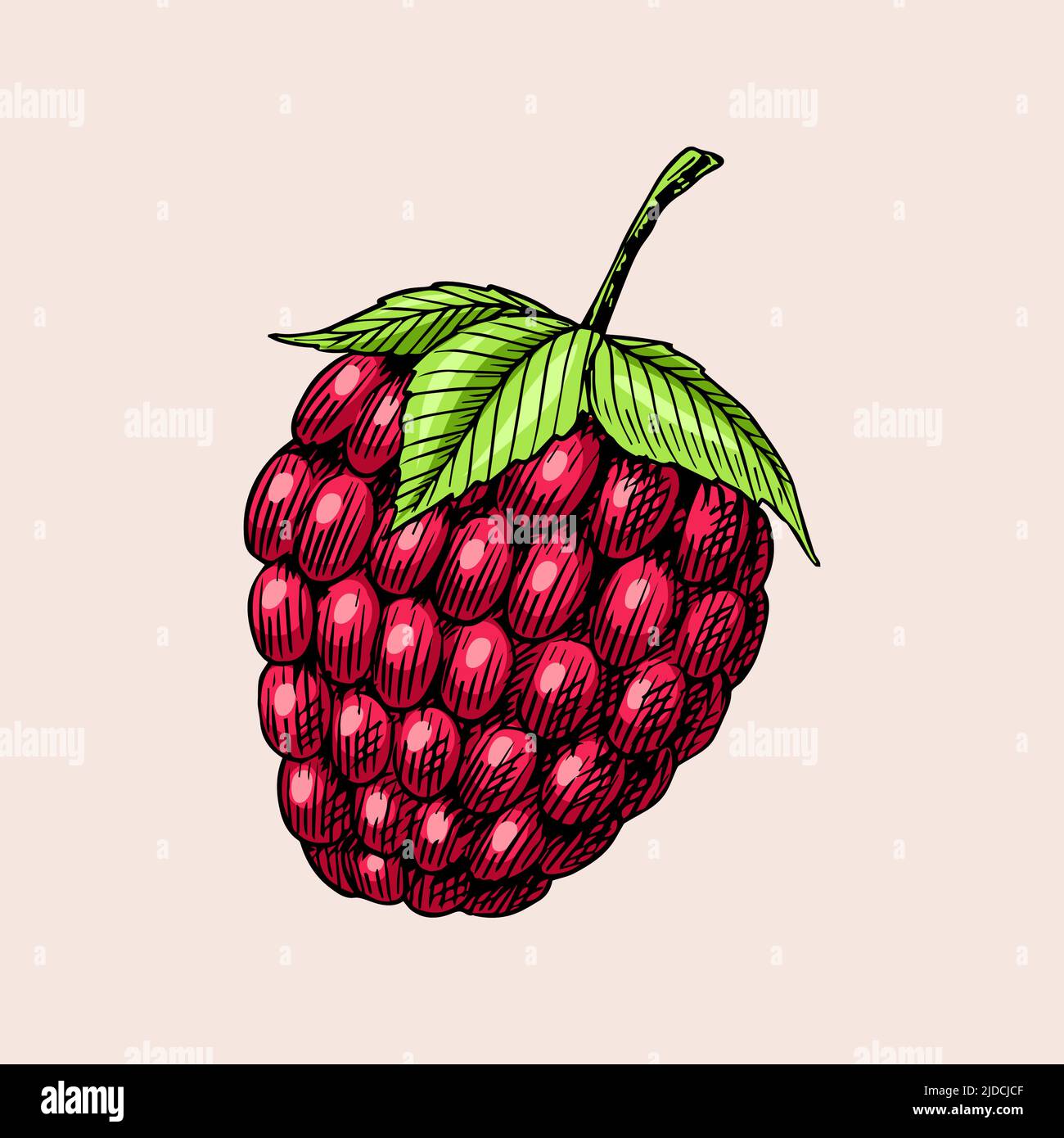 Lamponi in stile vintage. Frutta estiva. Bacche. Inciso a mano disegnato nel vecchio schizzo. Illustrazione Vettoriale