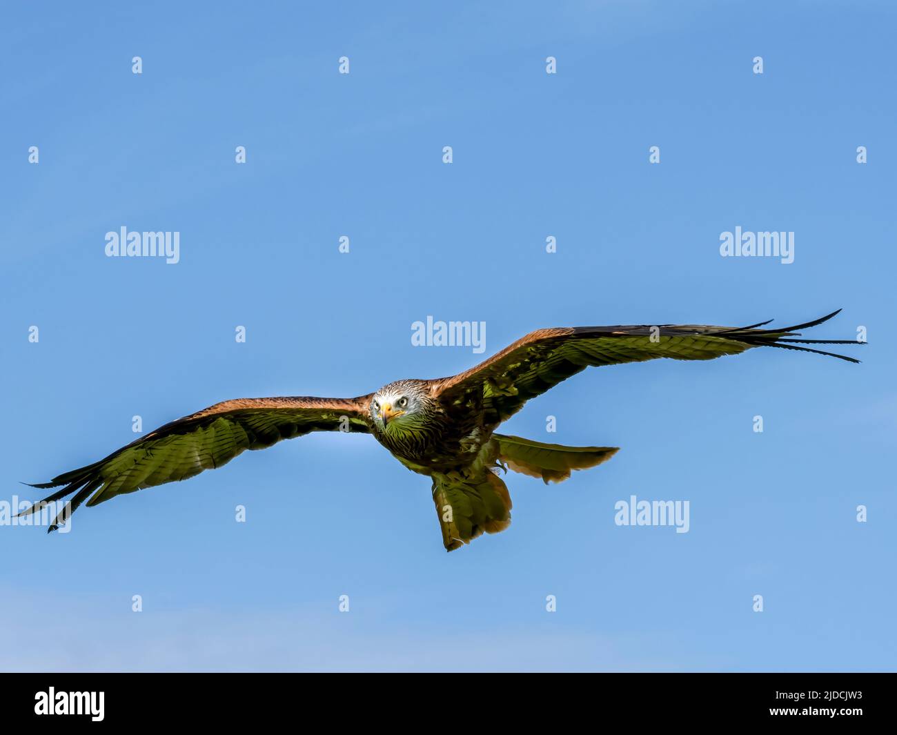 Un magnifico aquilone Rosso (Milvus milvus) in volo. Fotografato a Haworth, West Yorkshire, Regno Unito Foto Stock