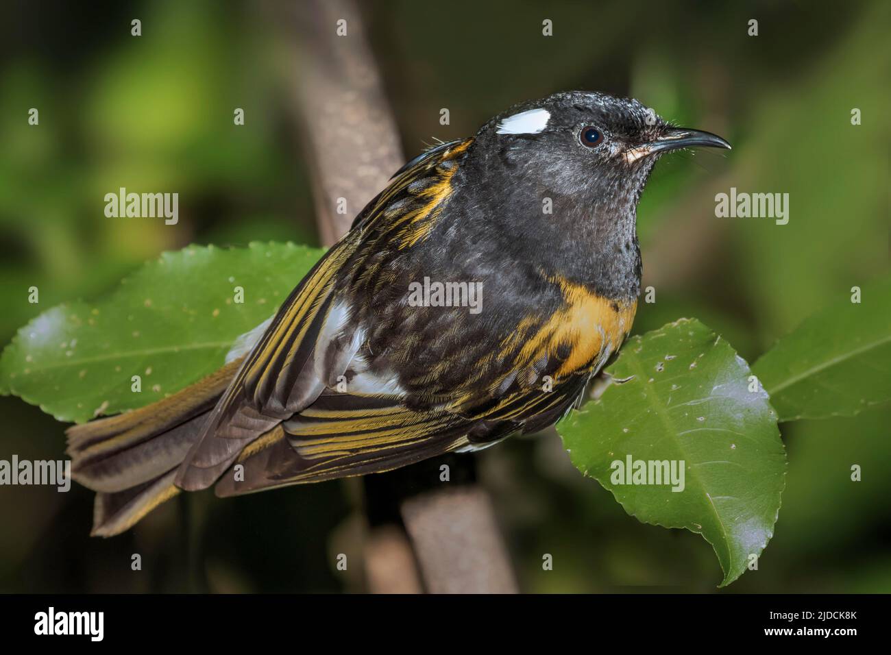 Stitchbird (Notiomystis cincta) raro con singola popolazione rimanente sulla piccola isola di Barrier, traslocazione succusful a parecchie altre isole ha al Foto Stock