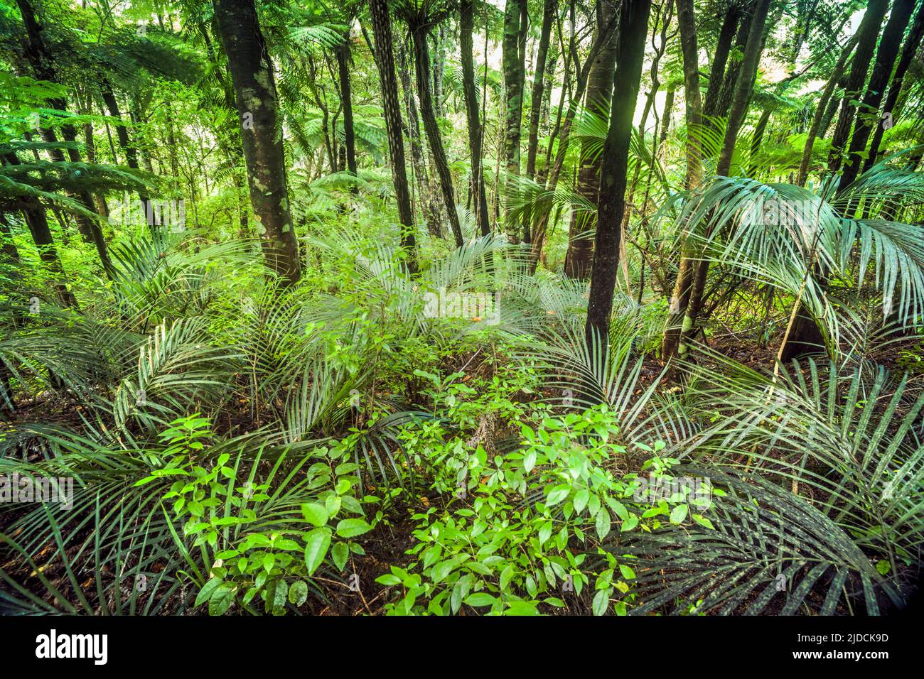 Cespuglio nativo della Nuova Zelanda, felci di alberi e palme. Piha, Nuova Zelanda, accreditamento:Robin Bush / Avalon Foto Stock