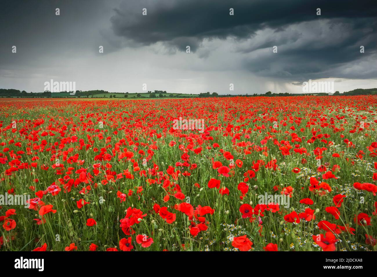 Poppy Field, Oxfordshire, Regno Unito. Una tempesta che si avvicina scurisce il cielo creando una calma erie tra i papaveri, Credit:Robin Bush / Avalon Foto Stock