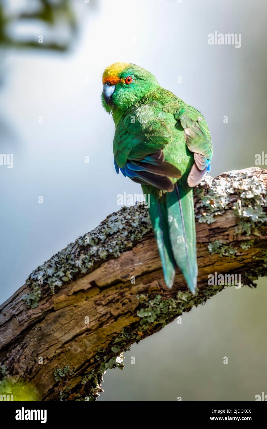Malherbe o Parakeet con facciata arancione ( Cyanoramphus malherbi ) Nuova Zelanda endemica, stato di conservazione minacciato. Parak blu-verde in budgerigar Foto Stock