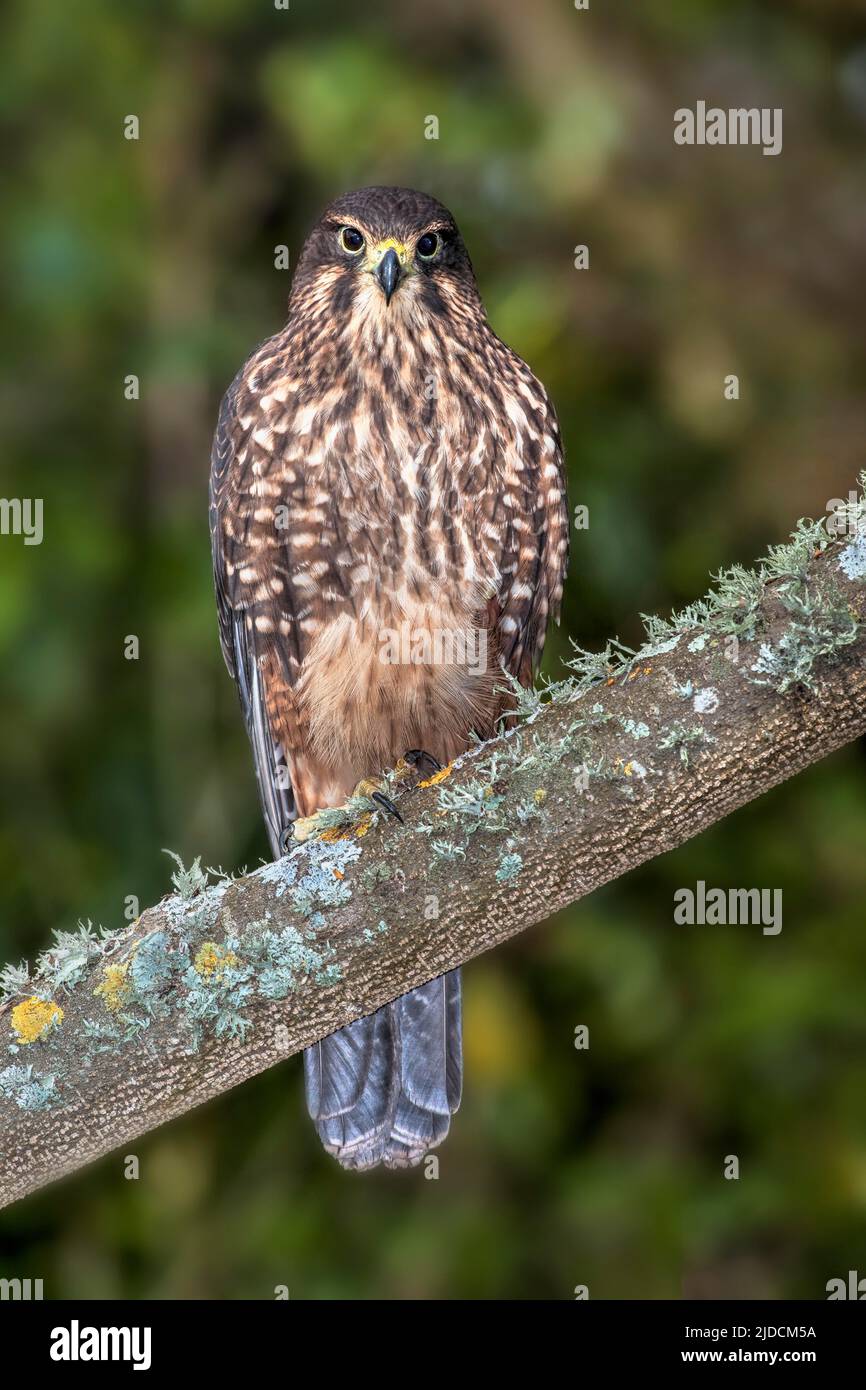 FALCON NEOZELANDESE (Falco novaeseelandiae) uccello raro in tutta la Nuova Zelanda, Credit:Robin Bush / Avalon Foto Stock