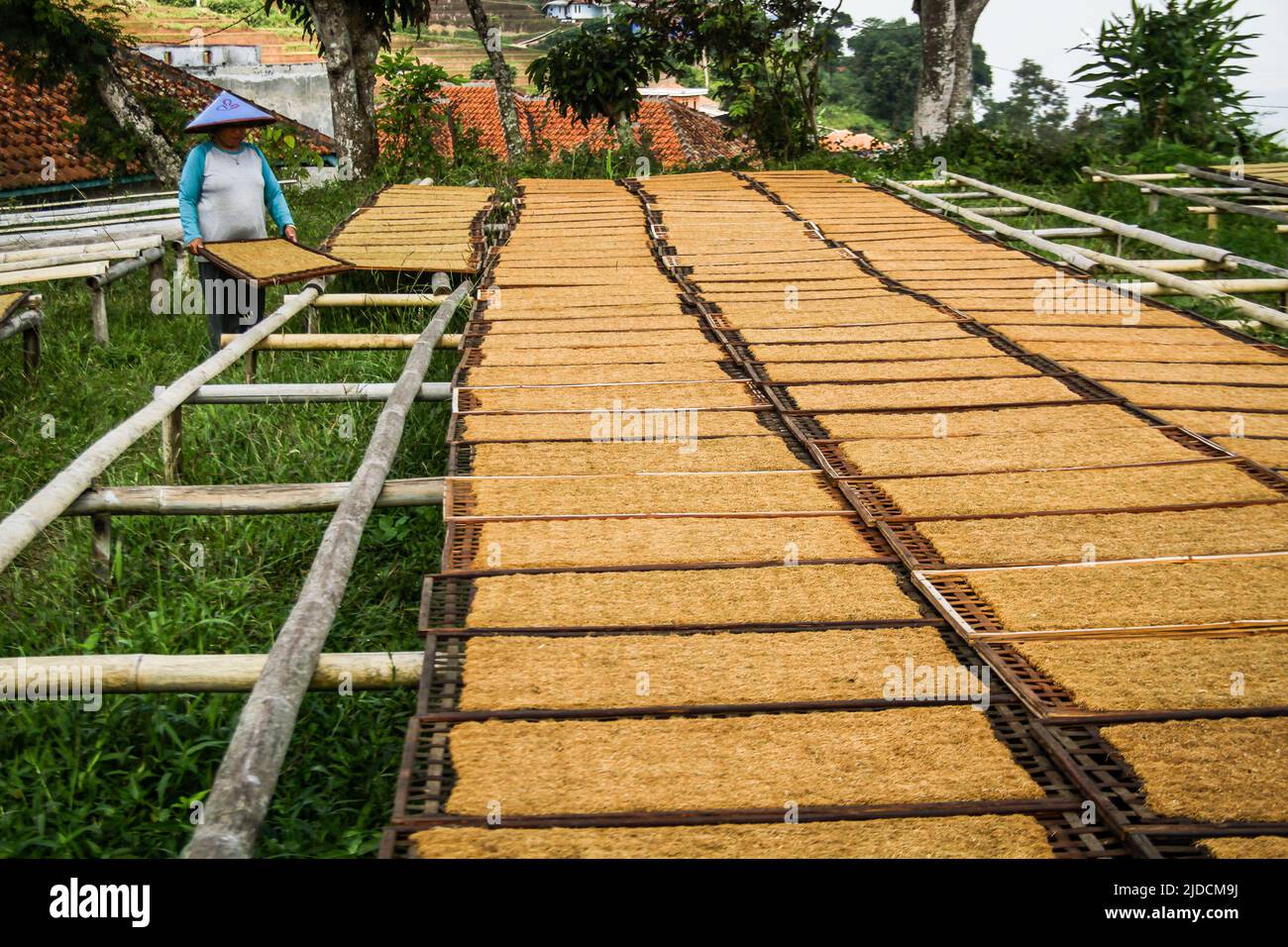 Una donna agricoltore dispone vassoi di tabacco che asciuga a Sumedang. La maggior parte dei residenti in questo villaggio lavora come coltivatori di tabacco, una professione che hanno trasmesso di generazione in generazione. Quando visiteremo questo villaggio, vedremo distese di tabacco che asciugano sotto il sole che riempie le strade del villaggio, tetti e terrazze di case. Questo villaggio è in grado di soddisfare la domanda di mercato da tutte le province indonesiane, tra cui West Java, Bali e Sumatra. Alcuni prodotti vengono persino esportati all'estero, in luoghi come il Pakistan, la Malaysia e la Turchia. Foto Stock