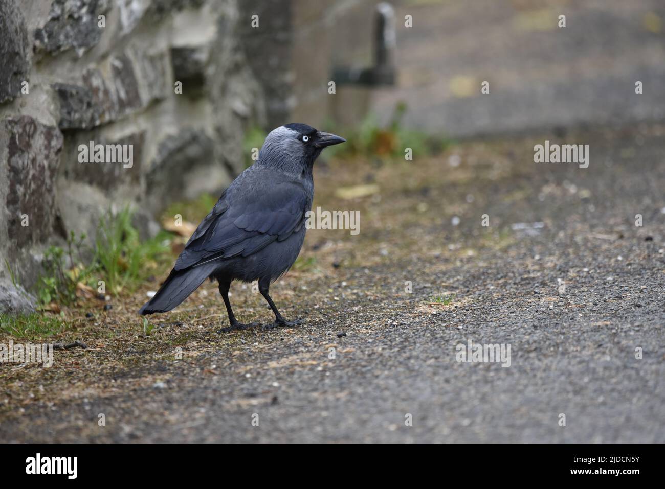 Primo piano immagine del profilo destro di un Jackdaw occidentale (Corvus monidora) a sinistra di Shot, Copia spazio a destra di Shot, in piedi su Tarmac con Rock Wall Foto Stock