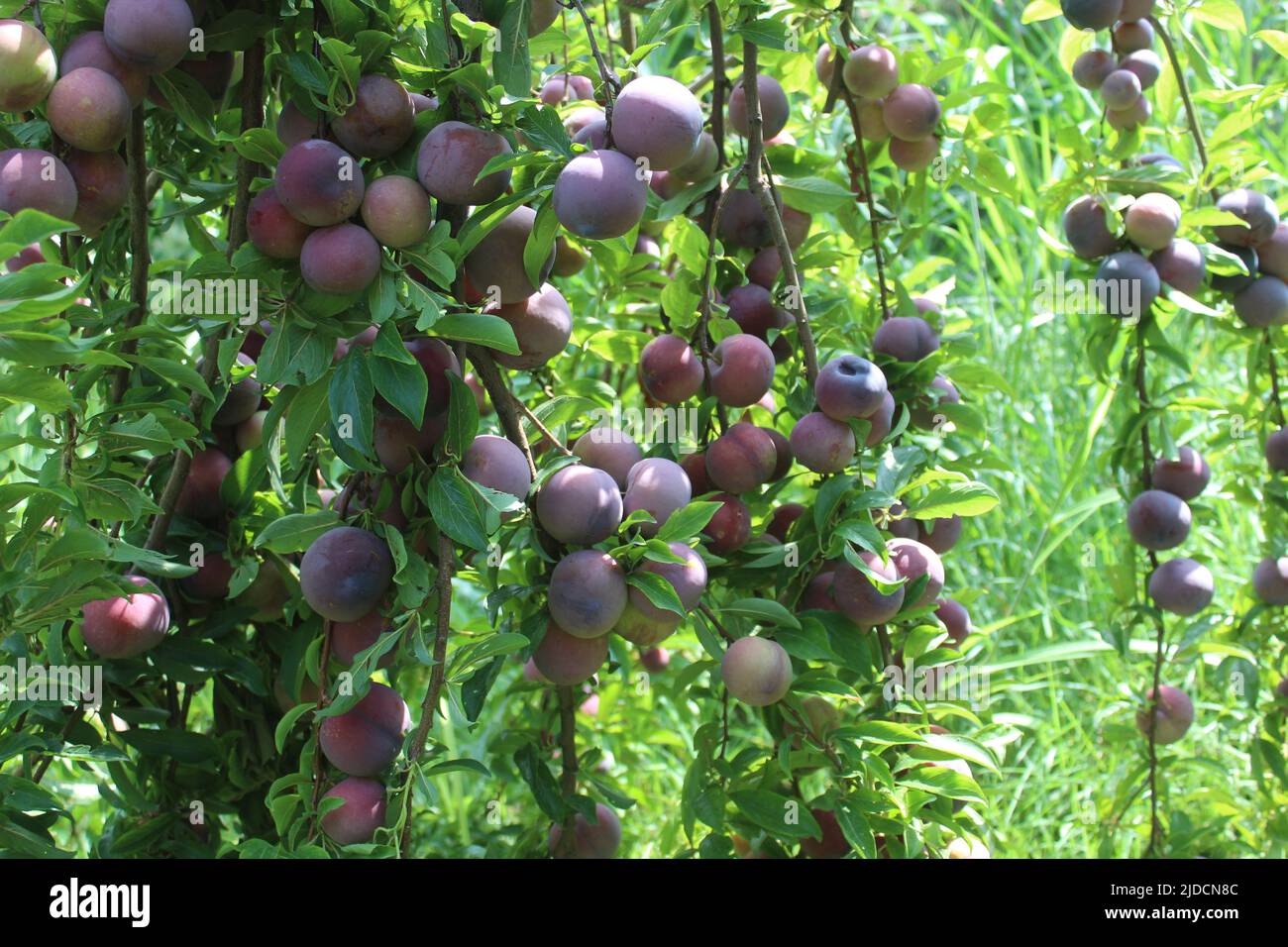 Prugne mature su ramo d'albero nel frutteto. Foto Stock