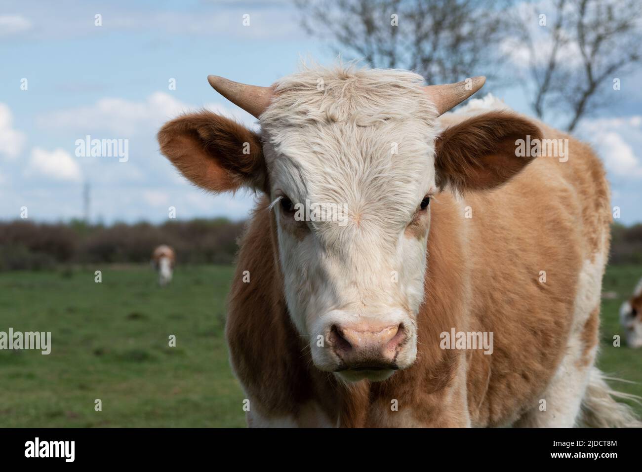 Primo piano testa di vacca con corna piccole, parte del corpo animale domestico con naso umido all'aperto Foto Stock