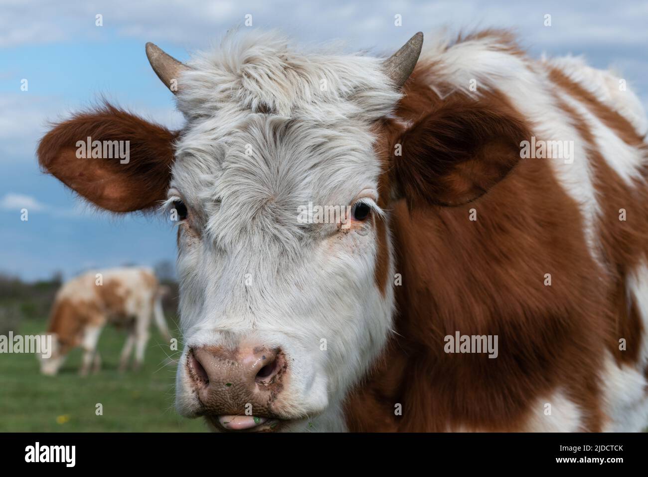 Primo piano testa di vacca con piccole corna che puntano verso la macchina fotografica, parte del corpo animale domestico, capelli marrone e bianco Foto Stock