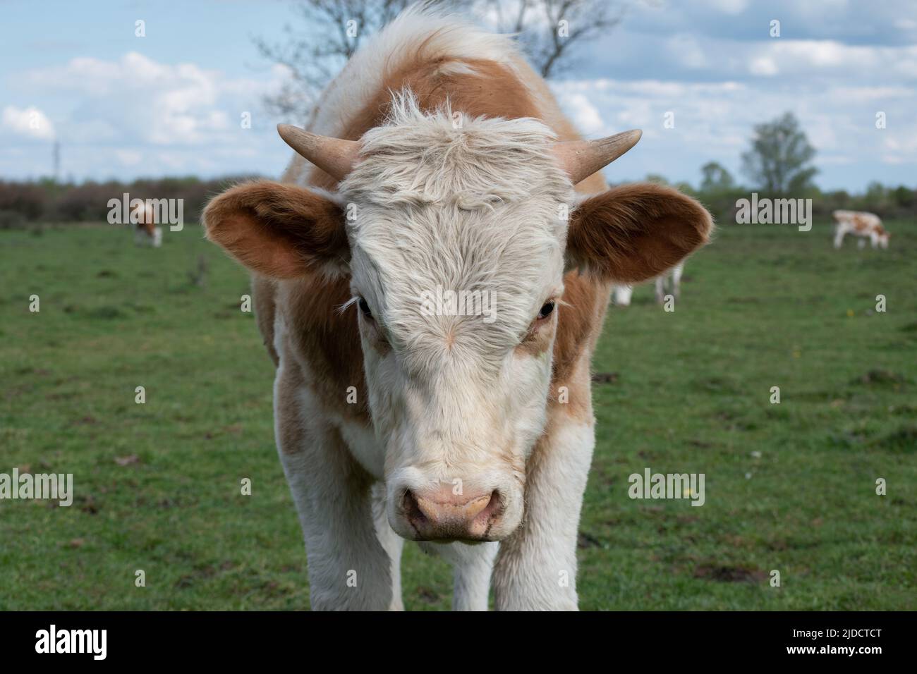 Primo piano testa di vacca con corna piccole, parte del corpo animale domestico con naso umido all'aperto, capelli arancioni e bianchi Foto Stock