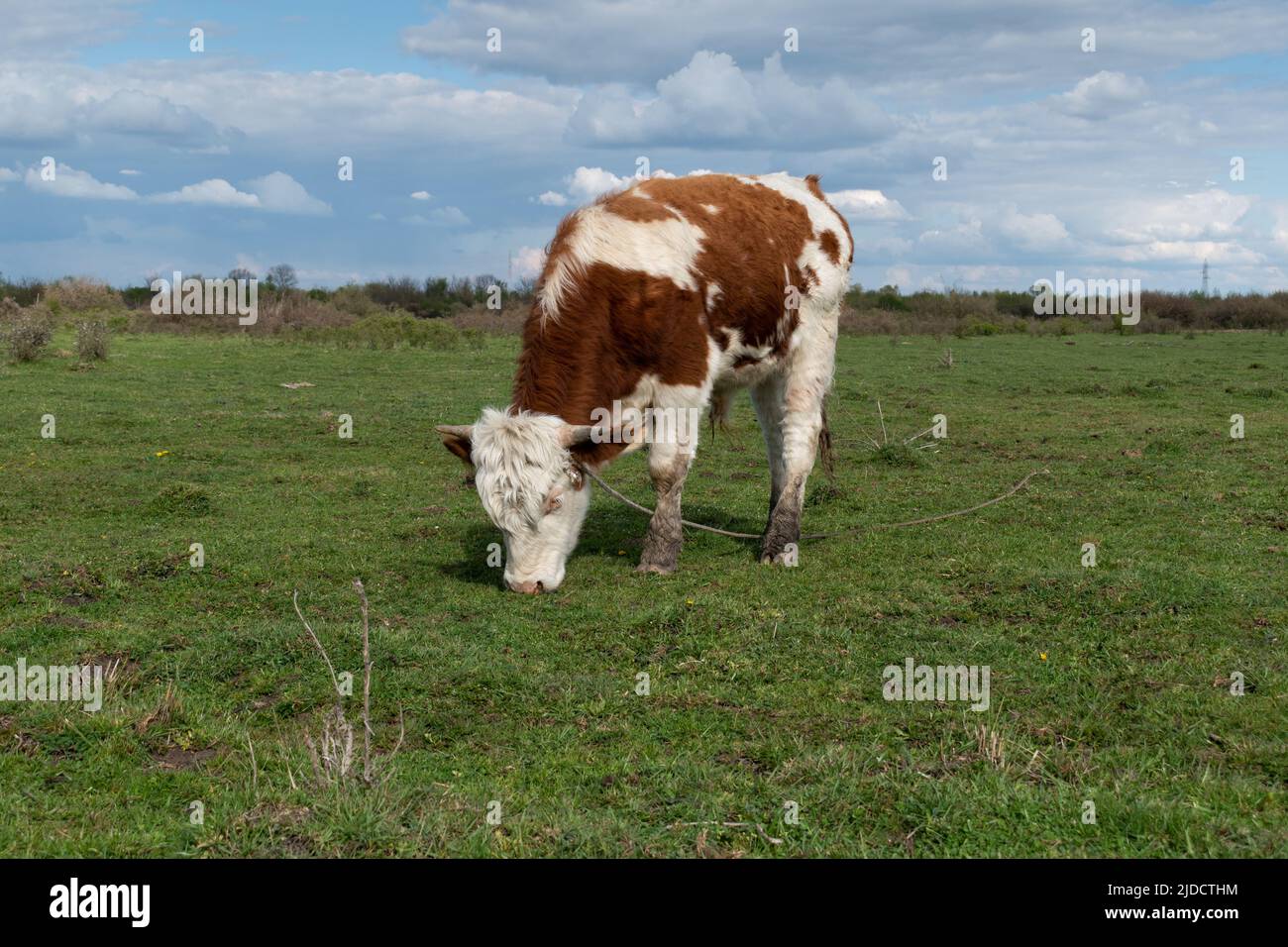 Raggirante toro pascolano calmamente erba in pascolo con corda sulla testa, animale domestico in pascoli in giornata nuvolosa Foto Stock