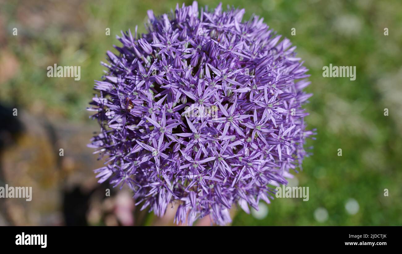 Cipolla con testa a sfera nella stagione della fioritura Foto Stock