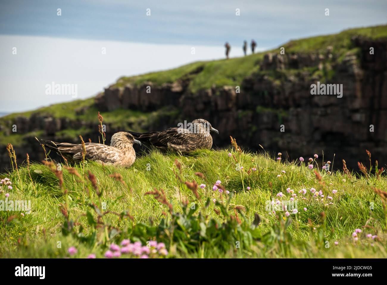 Due grandi skuas seduti su una scogliera di una popolare riserva naturale Foto Stock