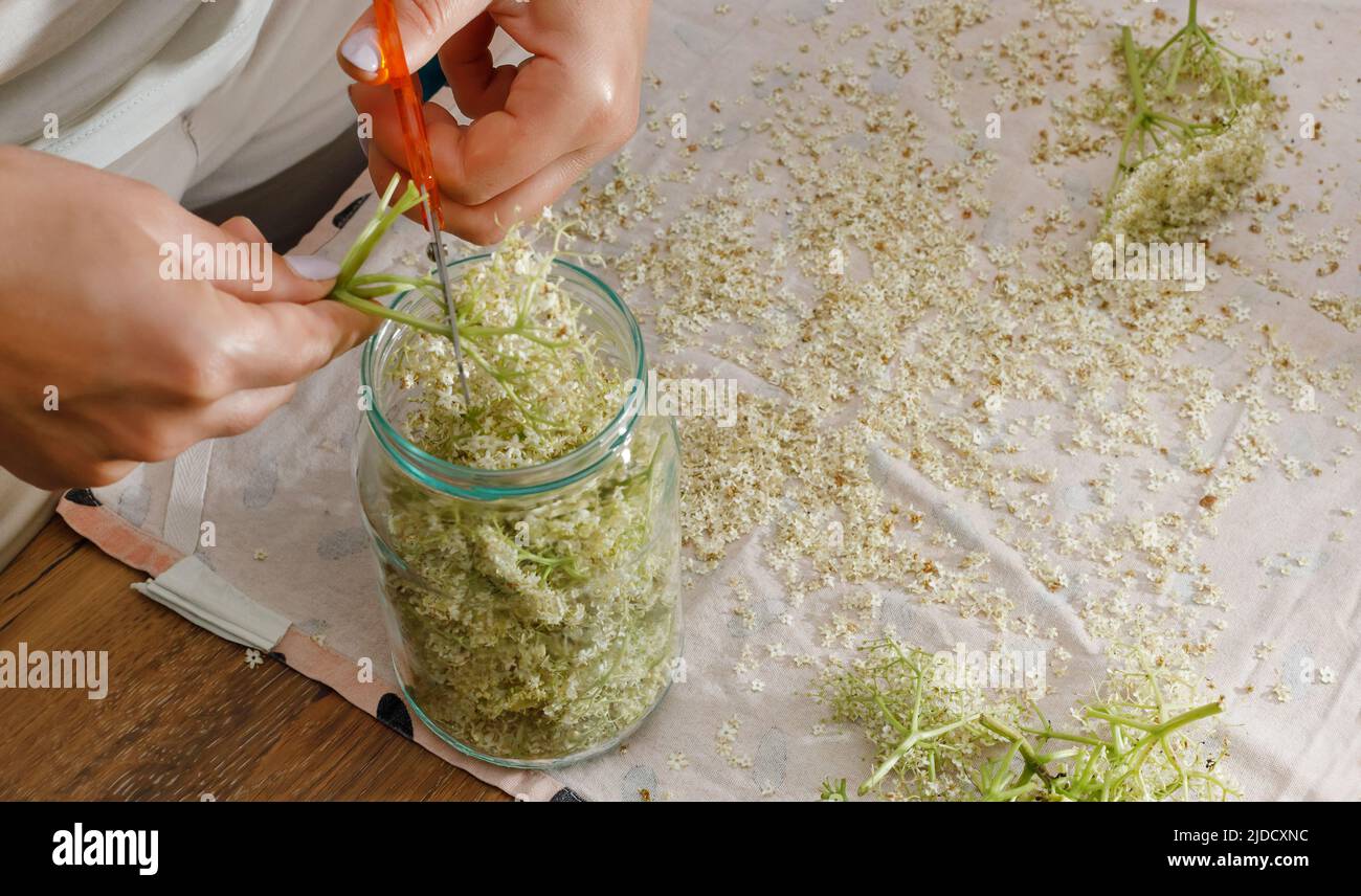Le donne preparano la limonata naturale dai fiori di sambuco in casa. Bevanda curativa naturale, prugna secca Foto Stock