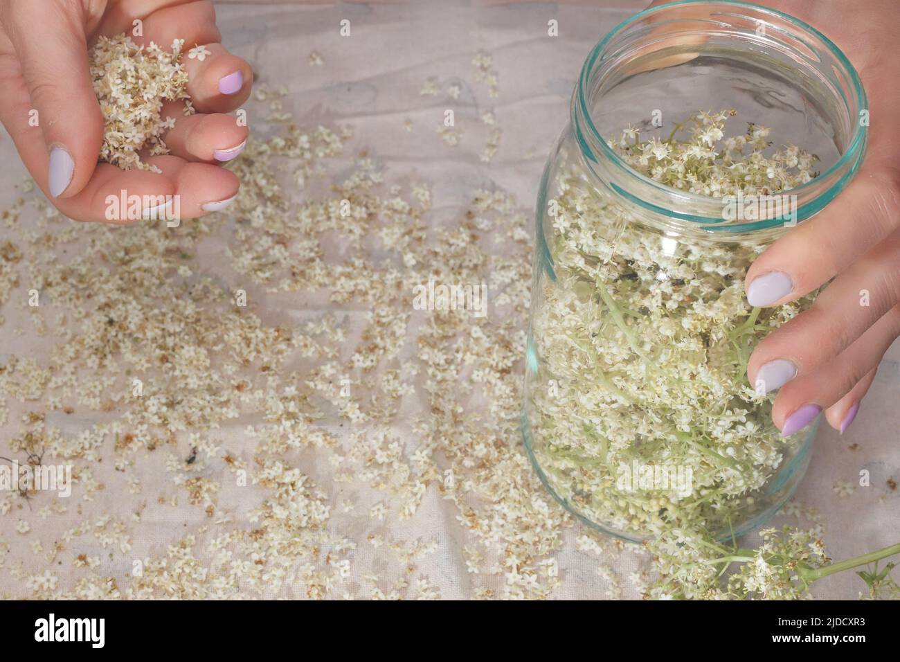 Produzione di limonata di sambuco a casa. Una bevanda naturale di guarigione fatta di erbe Foto Stock