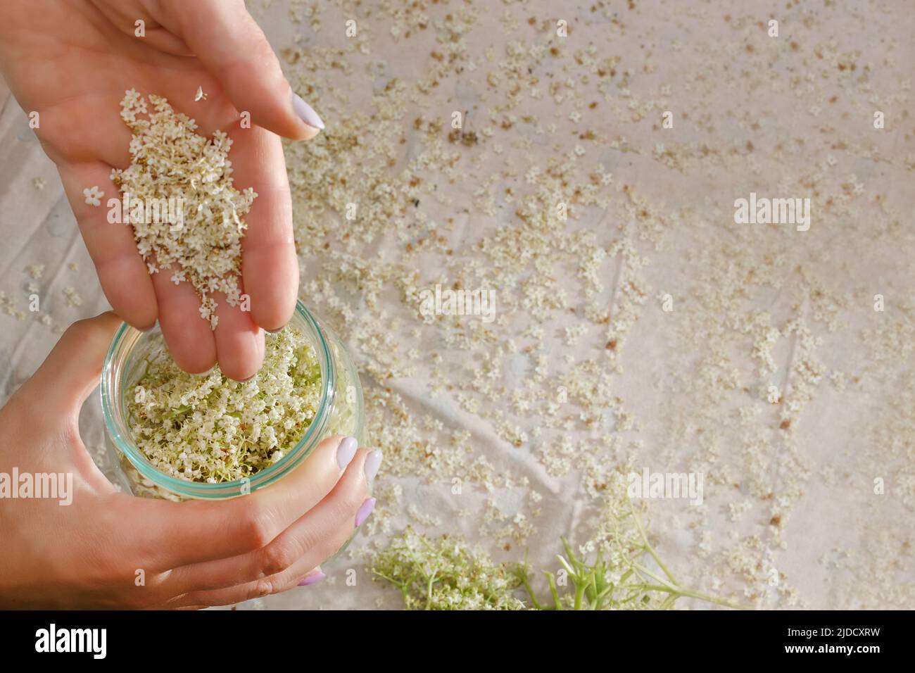 Limonata fatta in casa, una donna prepara limonata da freschi elmfieri Foto Stock