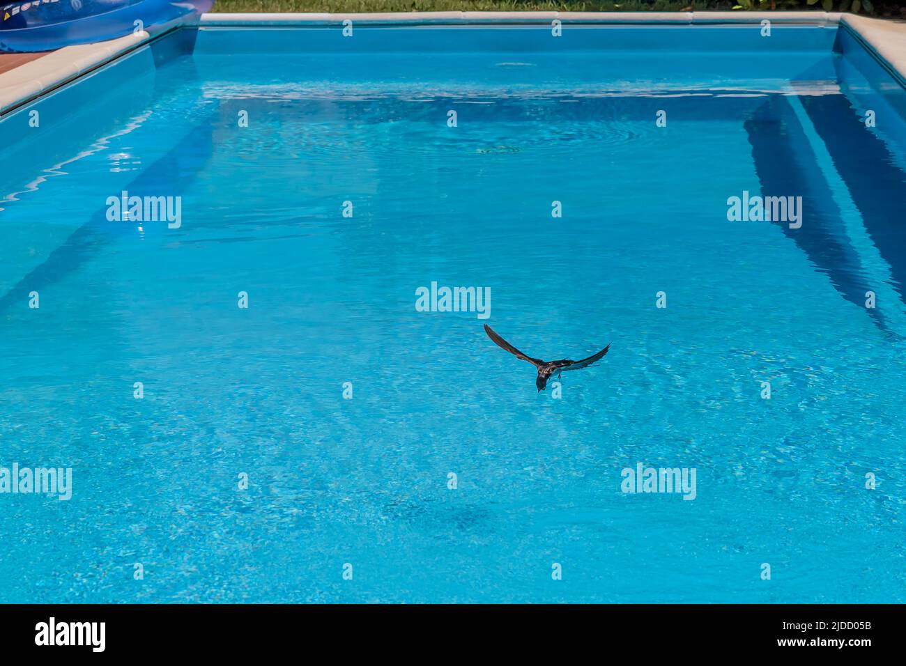 Una inghiottita si tuffa in una piscina per cercare l'acqua con cui dissetarsi dal calore bruciante dell'estate Foto Stock