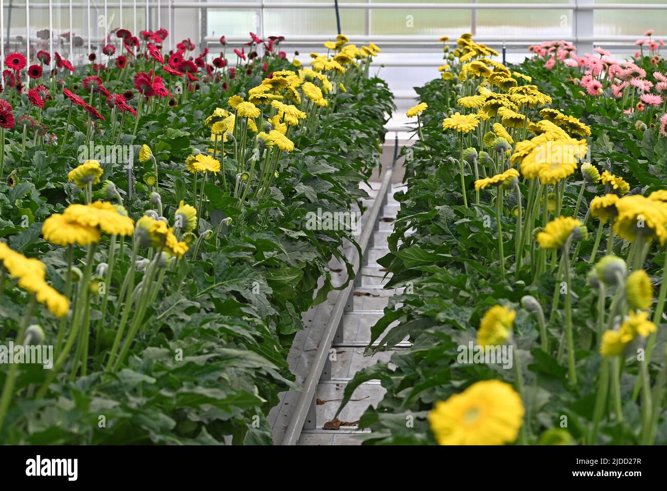 Molti fiori di Gerbera in una serra a Floriade Paesi Bassi. Foto Stock