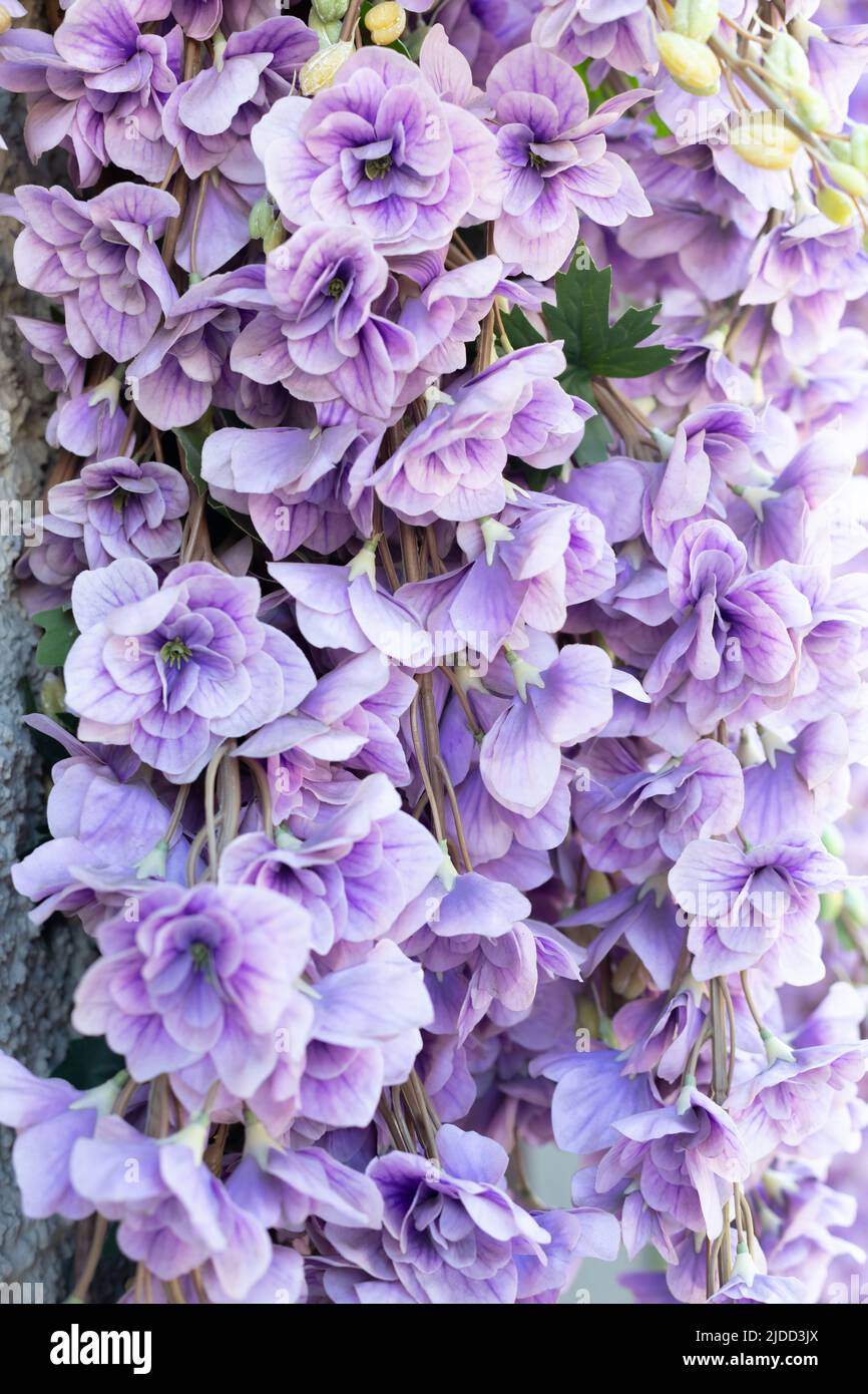 Viola decorativo artificiale Delphinium fiori primo piano. Negozio decorazione finestre. Foto verticale. Foto Stock