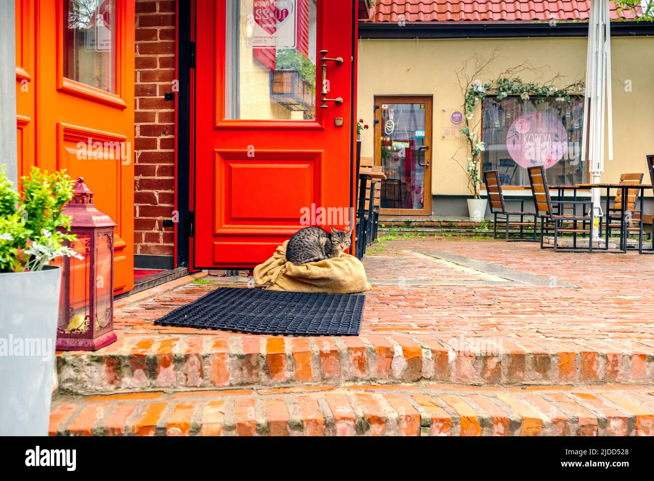 Zelenogradsk è chiamata la "città dei gatti". Ci sono molti gatti qui. I residenti si prendono cura degli animali. Regione di Kaliningrad, Zelenogradsk, Rus Foto Stock