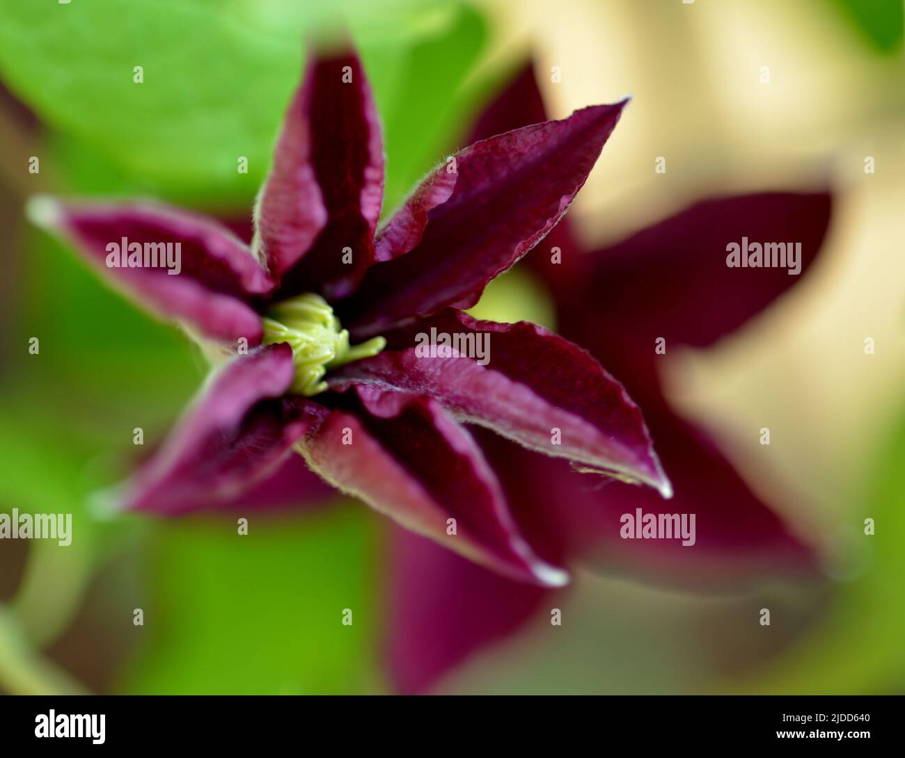 Fiore di clematide viola scuro con centro giallo. Foto Stock