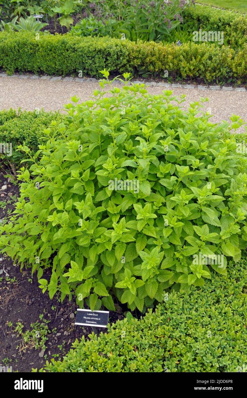 Melone balsamo - Melissa officinalis. Premiato Physical Garden, Cowbridge vicino a Cardiff. Data di inizio giugno 2022. Estate Foto Stock