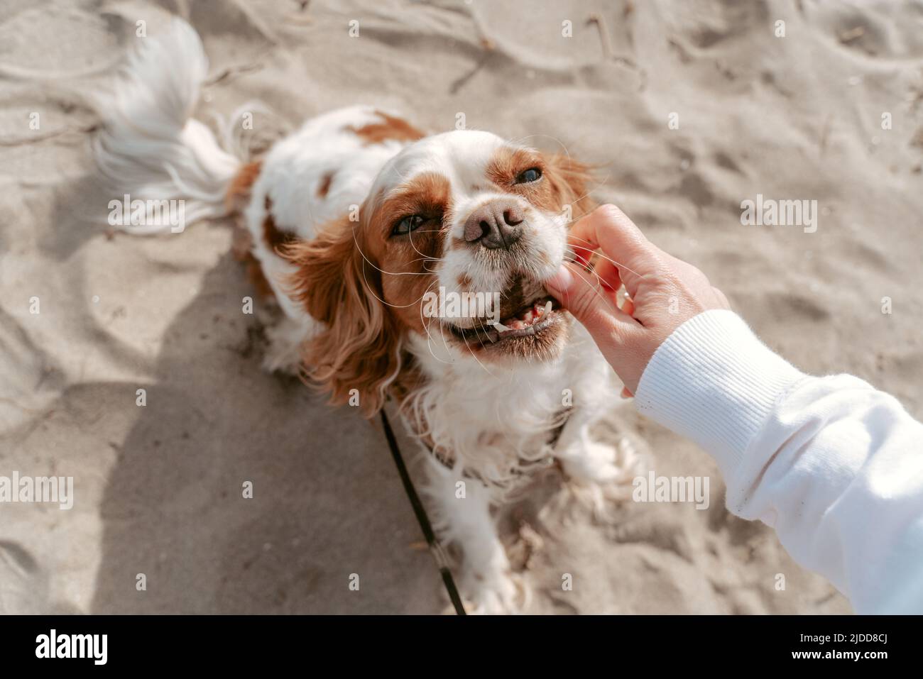 Master esperto che esamina la cavità orale del cane Foto Stock