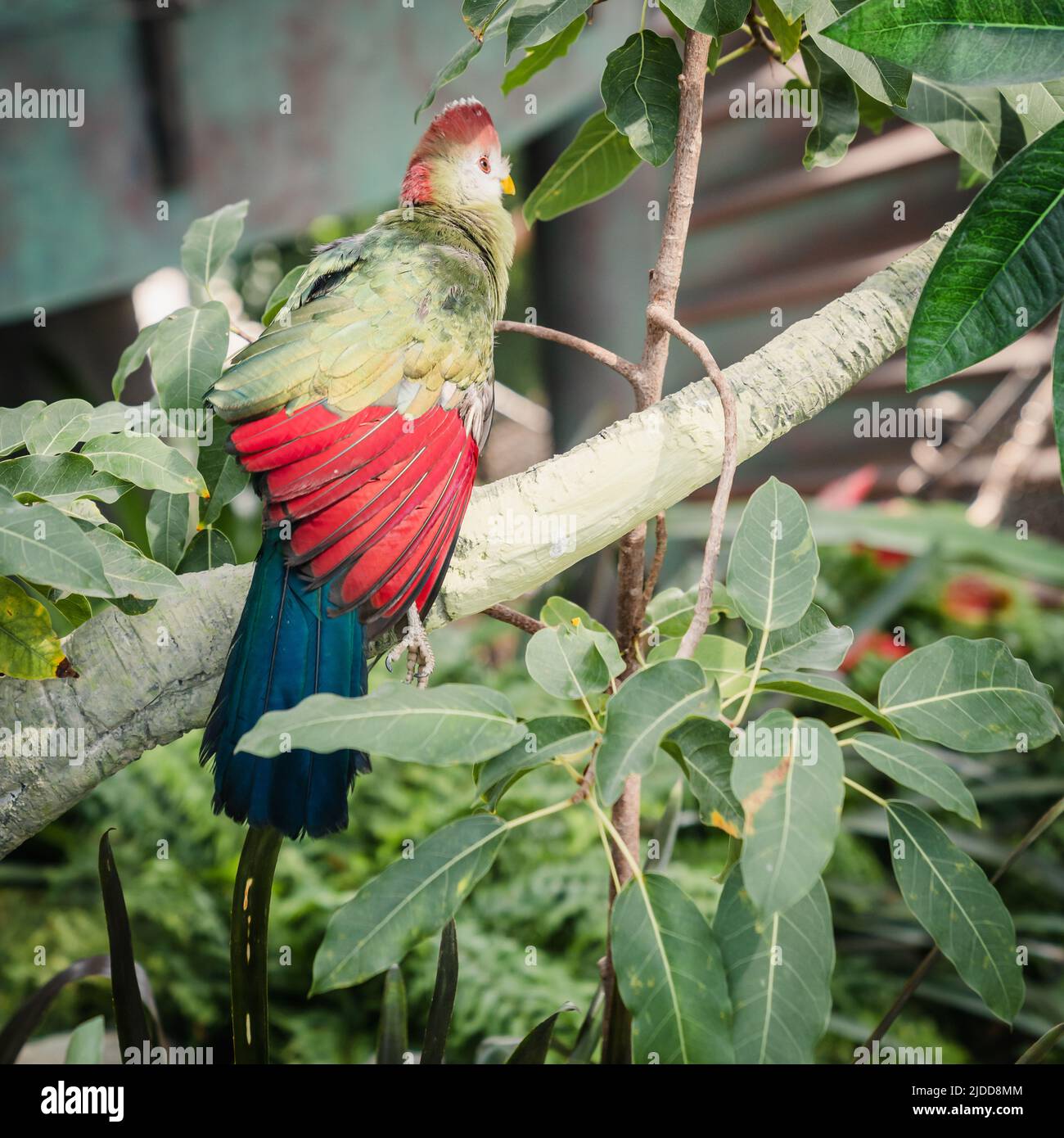 Ritratto di Turaco a cresta rossa in un santuario degli uccelli Foto Stock