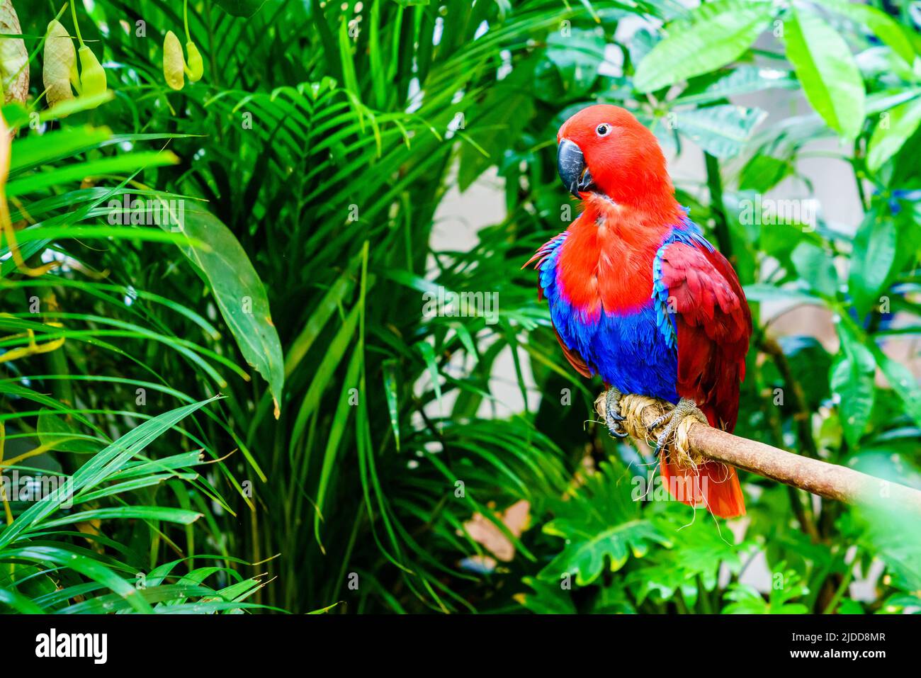 Ritratto di pappagallo Papuan Eclectus in un habitat naturale Foto Stock