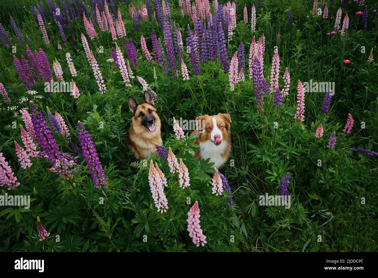 Due bellissimi cani purredi sono seduti tra fiori selvatici in erba verde alta. Vista dall'alto. Tedesco e australiano il cane pastore pone in lupinus i Foto Stock