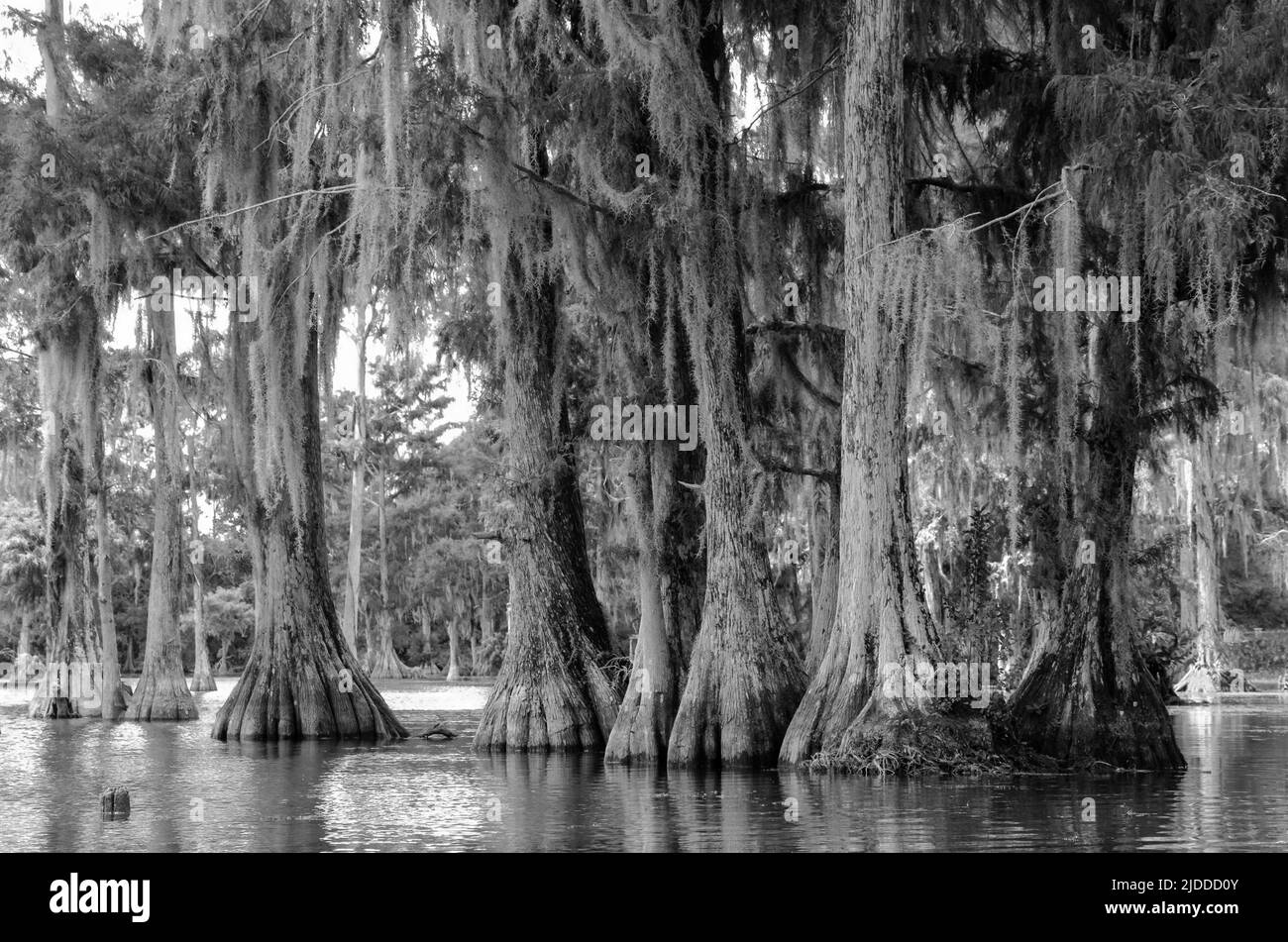 Un'artsy b&w foto di cipressi drappeggiato in muschio spagnolo a Merritt's Mill Pond, Marianna, Florida, USA Foto Stock