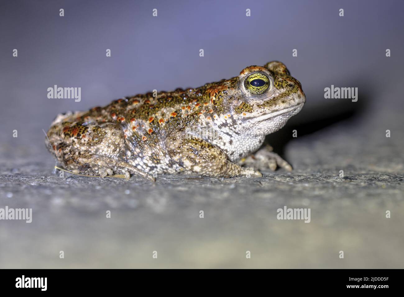 Natterjack toad (Epidalea calamita) su strada al buio. Con profondità di campo poco profonda. Noordoostpolder, Paesi Bassi. Foto Stock