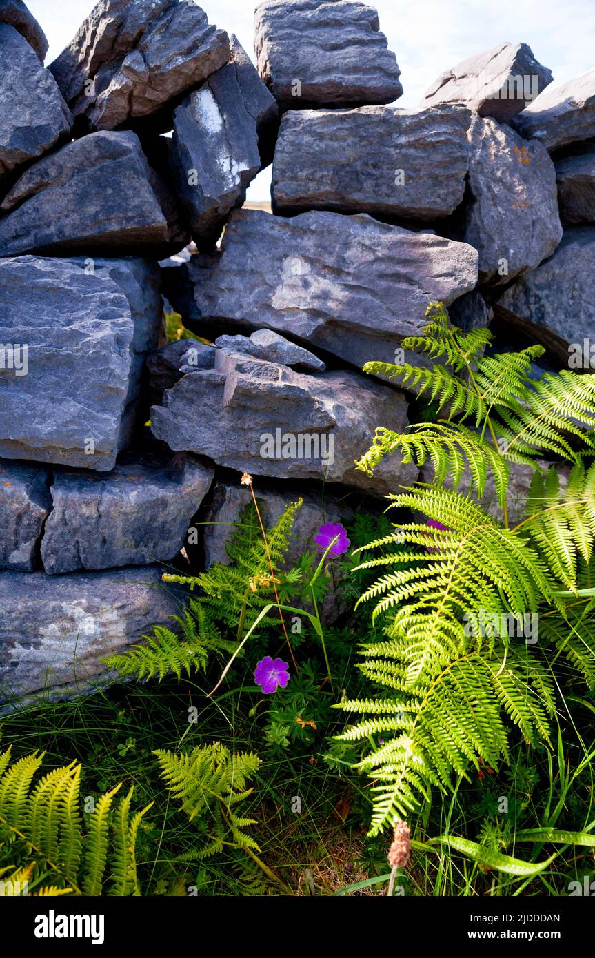 Pareti a secco impilate a Inishmore, Galway Bay, Irlanda. Foto Stock