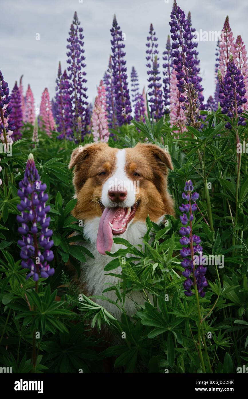 Bel cane seduto tra fiori selvatici in erba verde. Ritratto di cucciolo australiano. Il pastore australiano si pone in fiori lupino in campo estivo con lingua Foto Stock