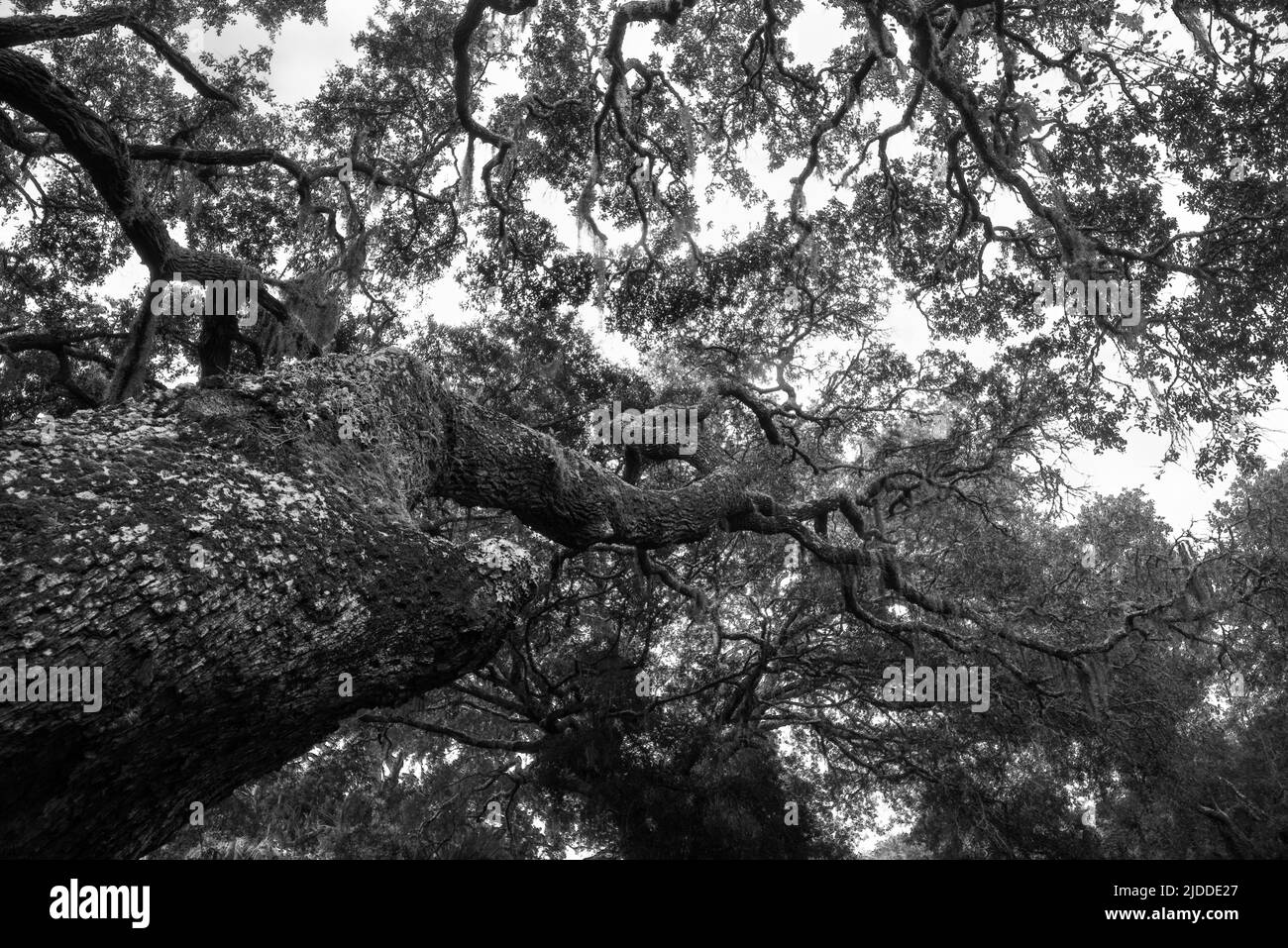 Guardando verso l'alto il tronco di un albero vivo di quercia in Florida, Stati Uniti Foto Stock