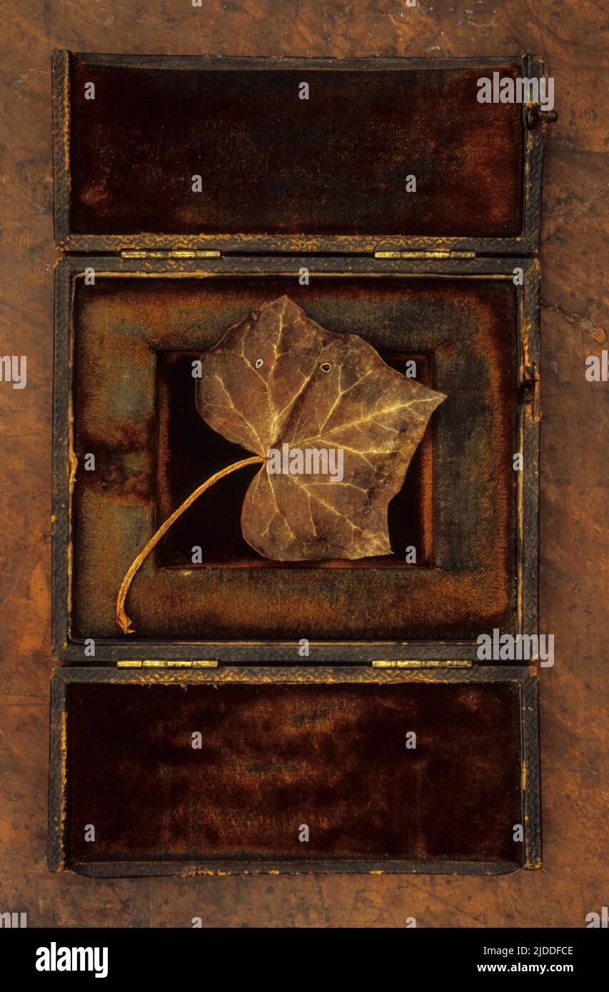 Foglie di Ivy o di Hedera Helix marrone essiccate in autunno o in inverno che giacciono in una vecchia scatola di velluto Foto Stock