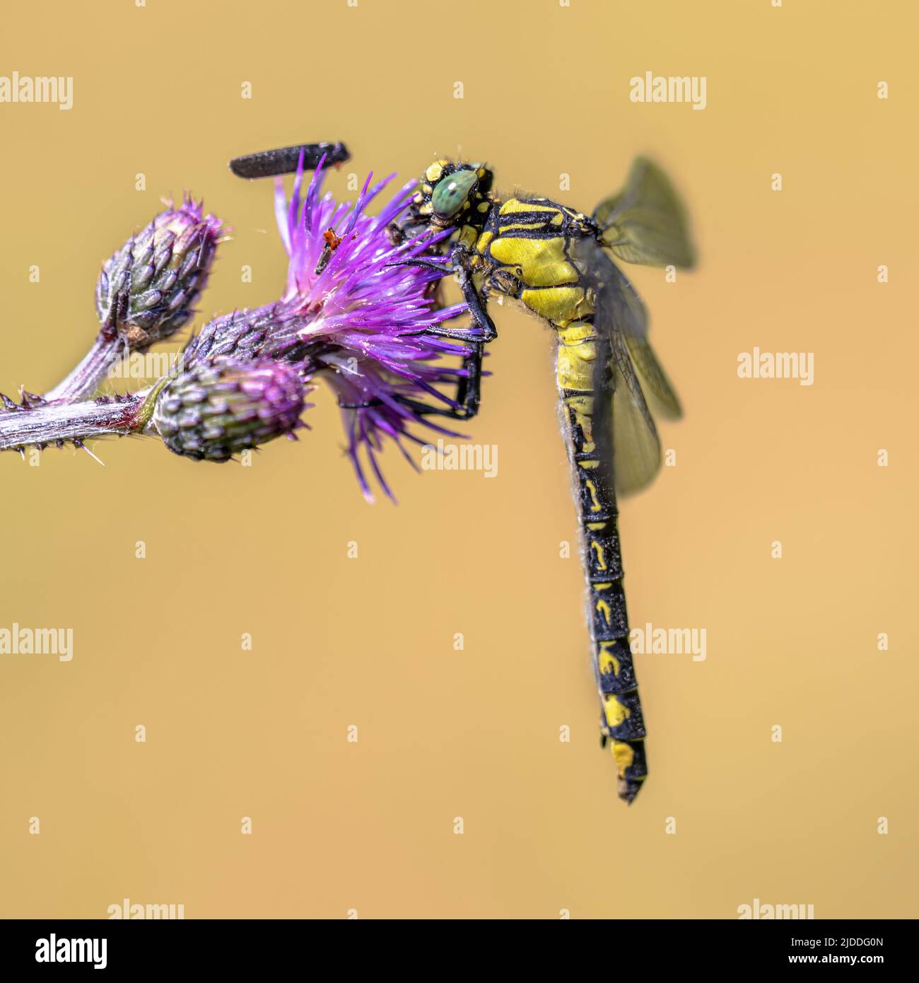 Il clubtail comune (Gomphus vulgatissimus) è una specie di libellula di medie dimensioni che si trova in Europa. Libellula gialla e nera con Prey. Drenthe, Nether Foto Stock