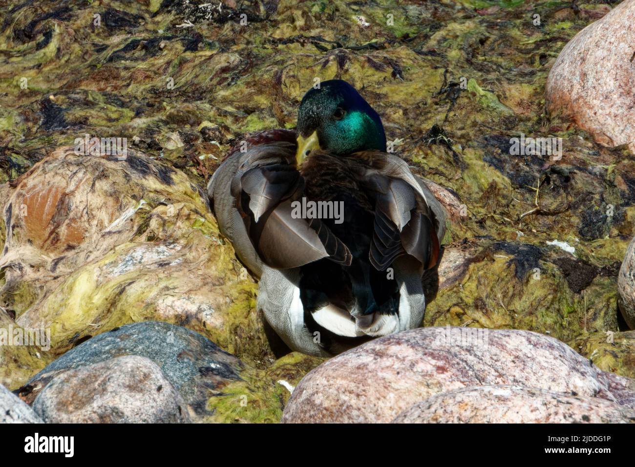 Mallard o anatra selvaggia (Anas platyrhynchos) è un'anatra dabbling, una specie di uccelli acquatici di medie dimensioni che è spesso leggermente più pesante della maggior parte degli altri dabbling Foto Stock