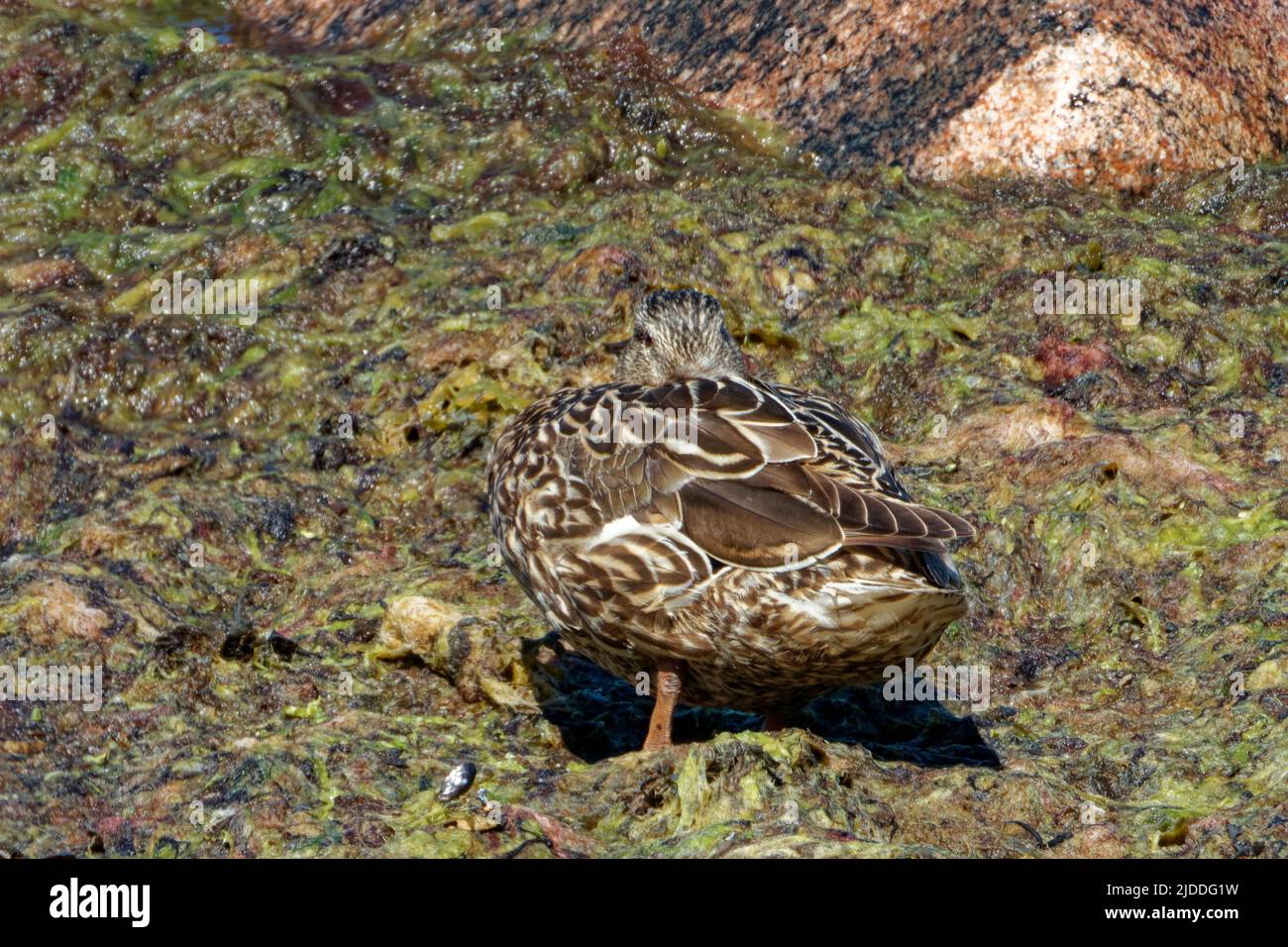 Mallard o anatra selvaggia (Anas platyrhynchos) è un'anatra dabbling, una specie di uccelli acquatici di medie dimensioni che è spesso leggermente più pesante della maggior parte degli altri dabbling Foto Stock
