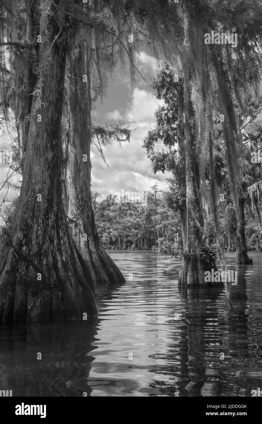 Un percorso d'acqua per kayak e canoe che si gattano al sole in una foresta di cipressi con muschio spagnolo sul Merritt's Mill Pond, Marianna, Florida, USA Foto Stock