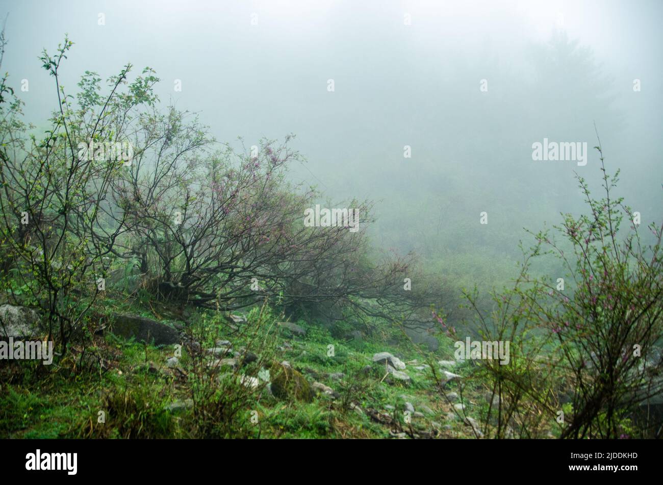 Foresta mistica di nebbia nella catena montuosa dell'Himalaya Foto Stock