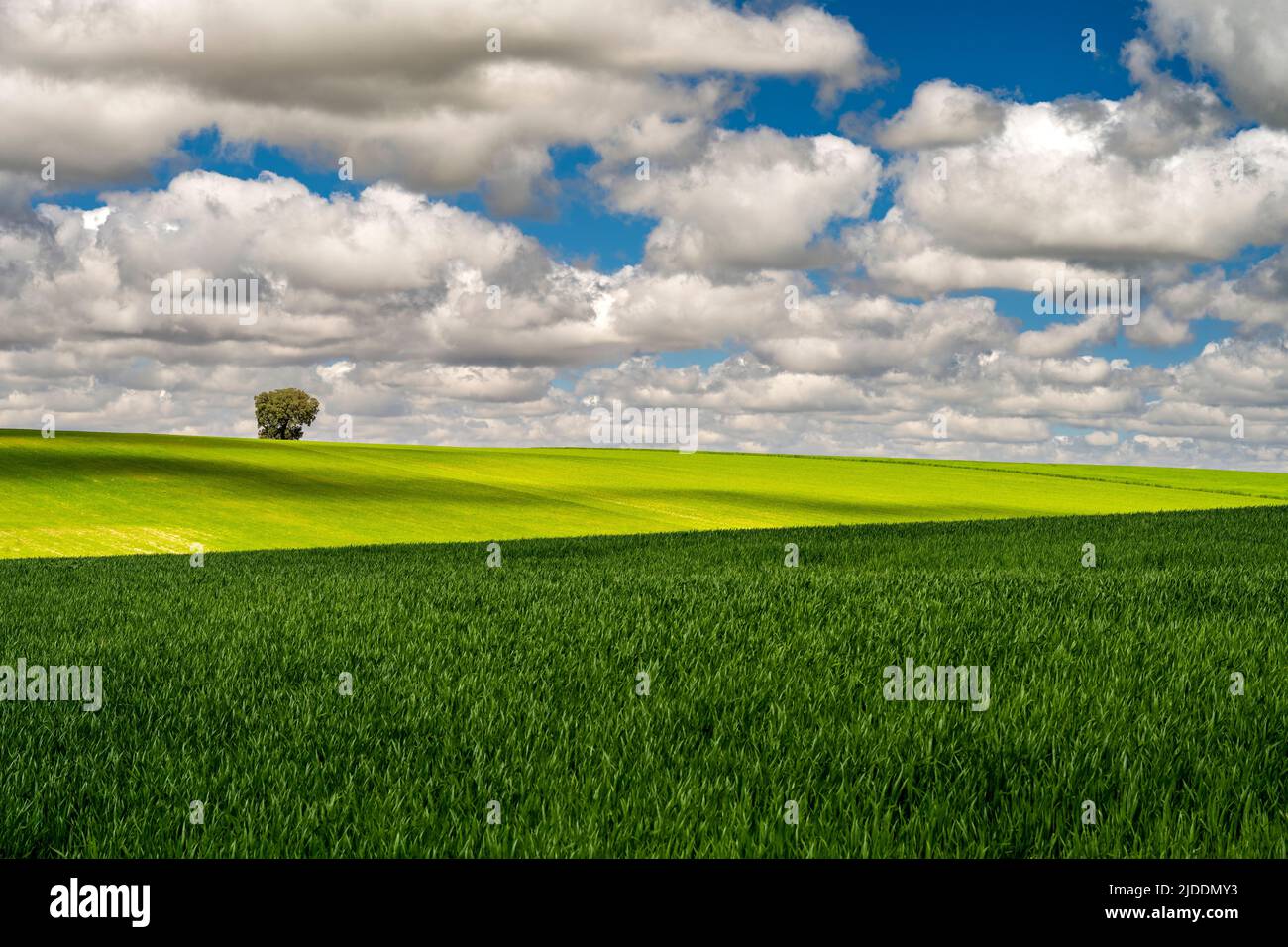 Paesaggio collinare in primavera, Castilla-la Mancha, Spagna Foto Stock