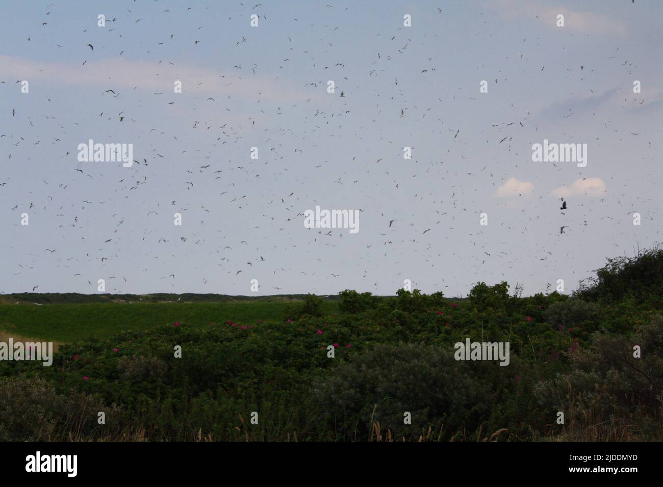 Gregge di gabbiani sui prati dell'isola Langeoog Foto Stock