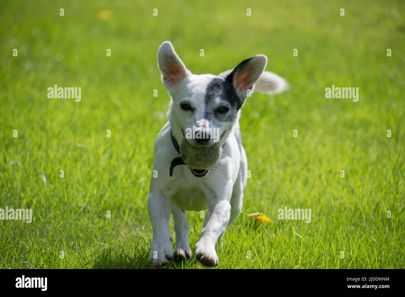 Un Jack Russell bianco rivestito liscio che corre con una palla da tennis in bocca lungo l'erba verde con le sue orecchie pricked diritto Foto Stock